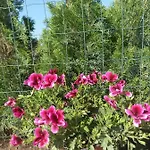 Case de vacanță Casa Katiușa *