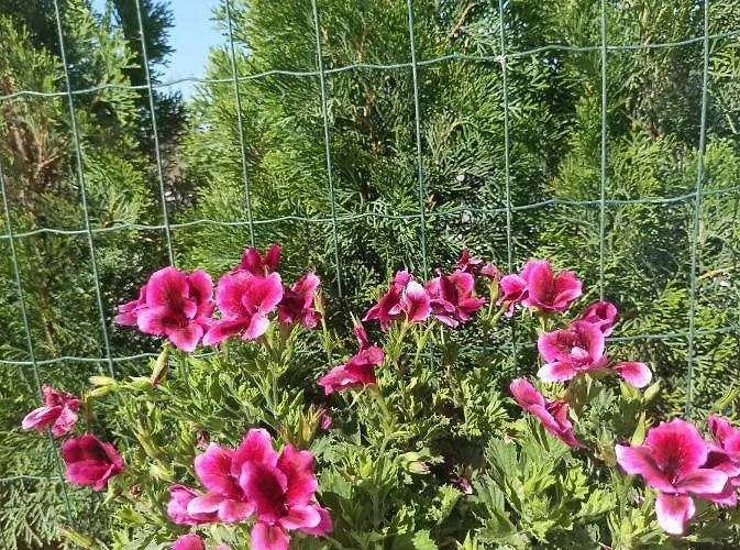 Ferienhaus Casa Katiusa *